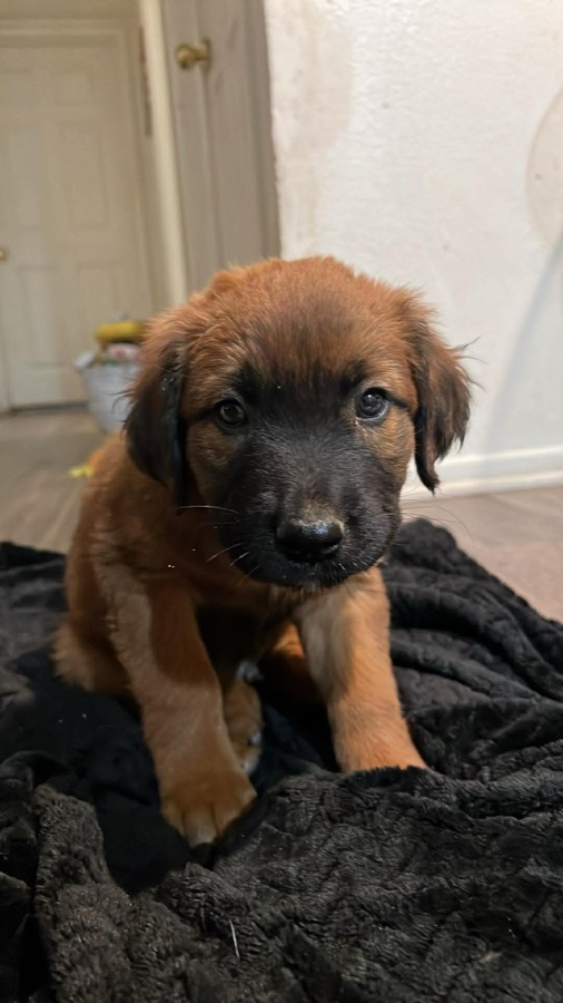 A rescued puppy