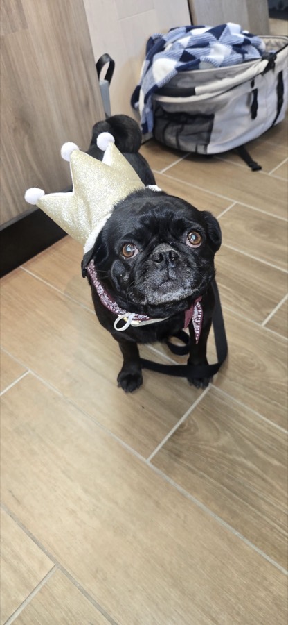 A rescued pug
