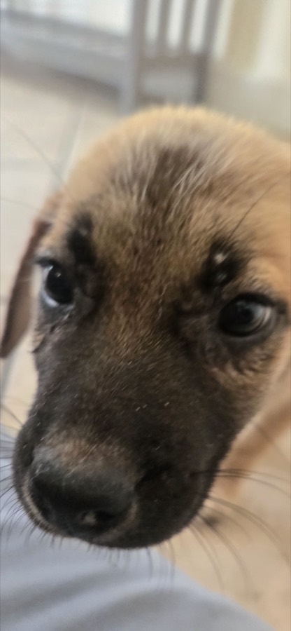 A rescued puppy