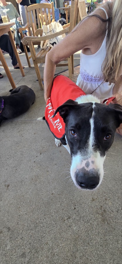 A rescued mastiff, boxer or bully mix
