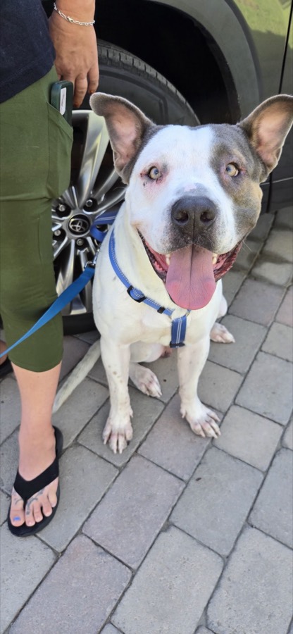 A rescued mastiff, boxer or bully mix