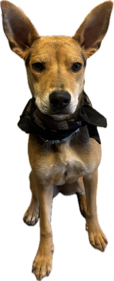 A rescued puppy