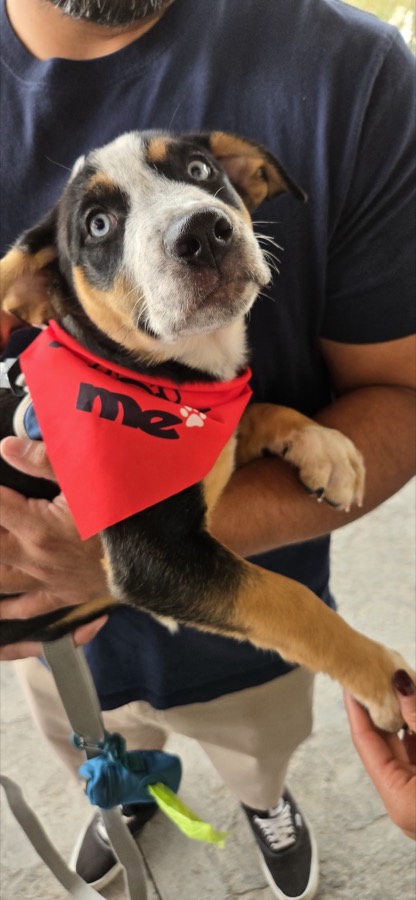 A rescued puppy