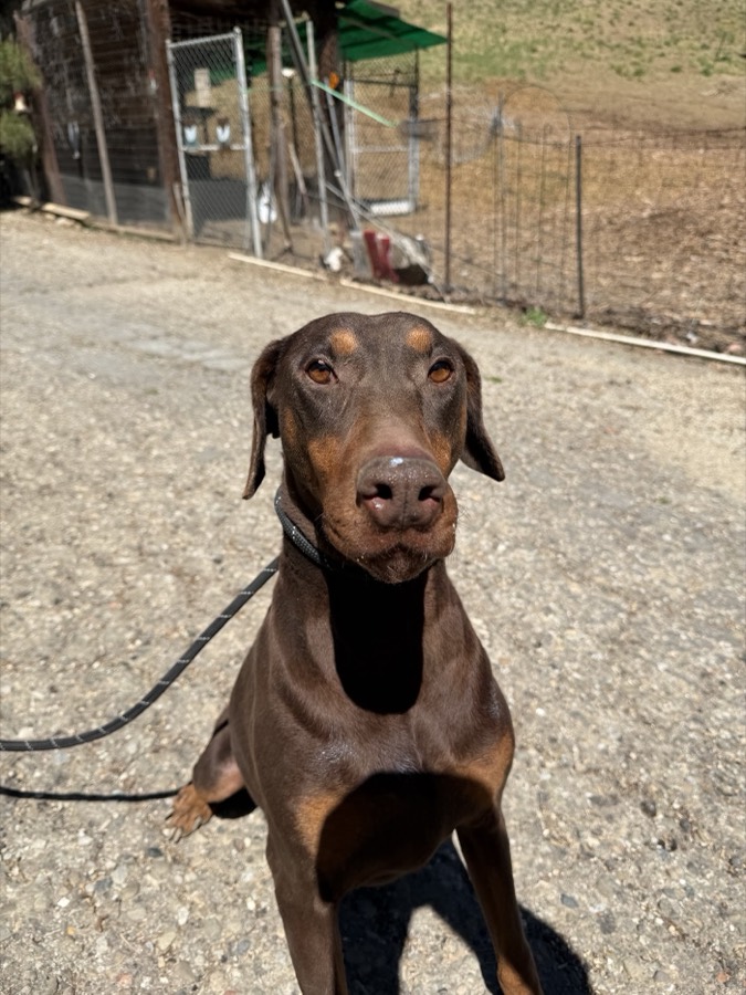A rescued shepherd or Doberman mix