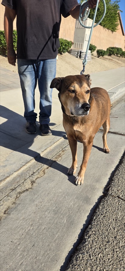 A rescued dog