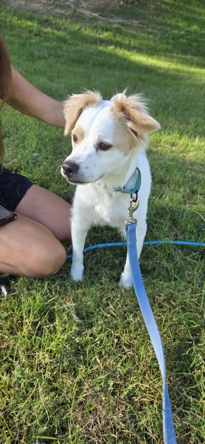 A rescued dog