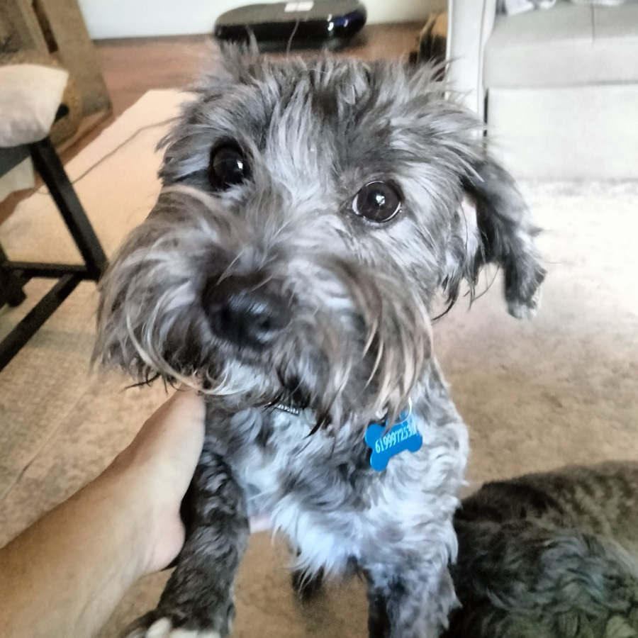 A small rescued dog
