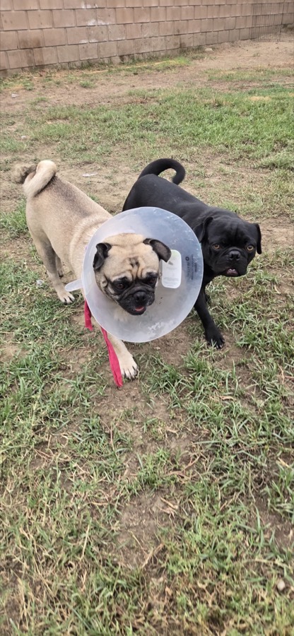 A rescued pug