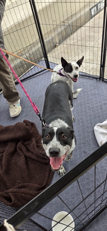A rescued mastiff, boxer or bully mix
