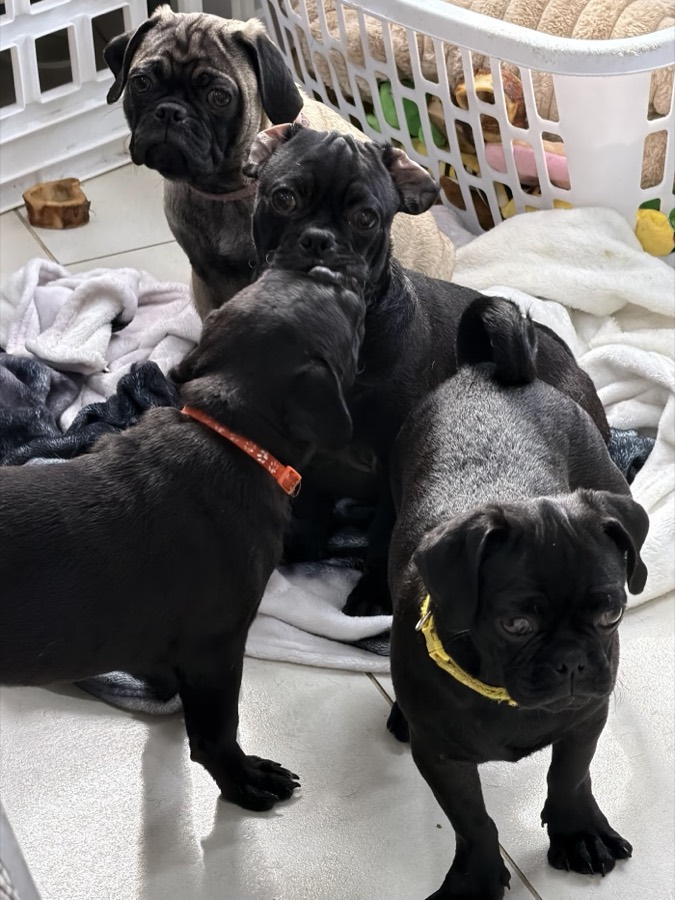 A rescued pug