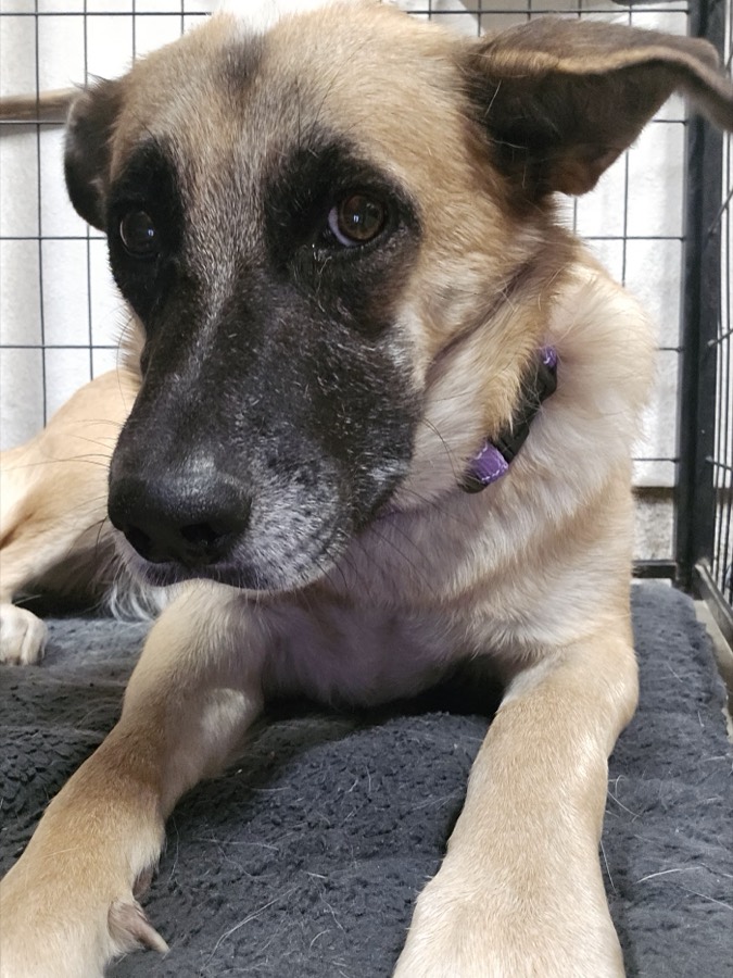 A rescued shepherd or Doberman mix