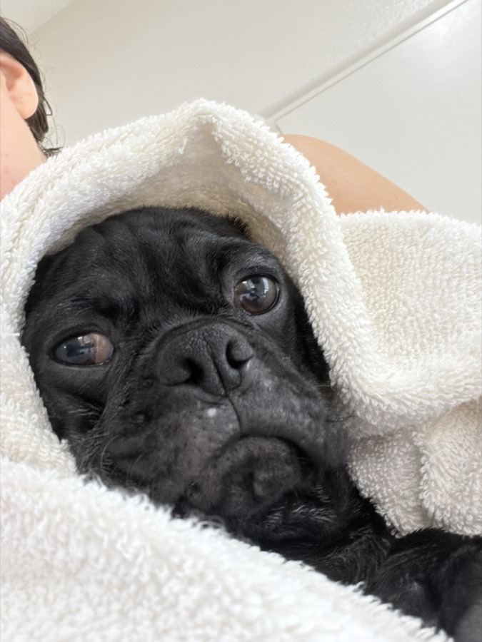 A rescued pug