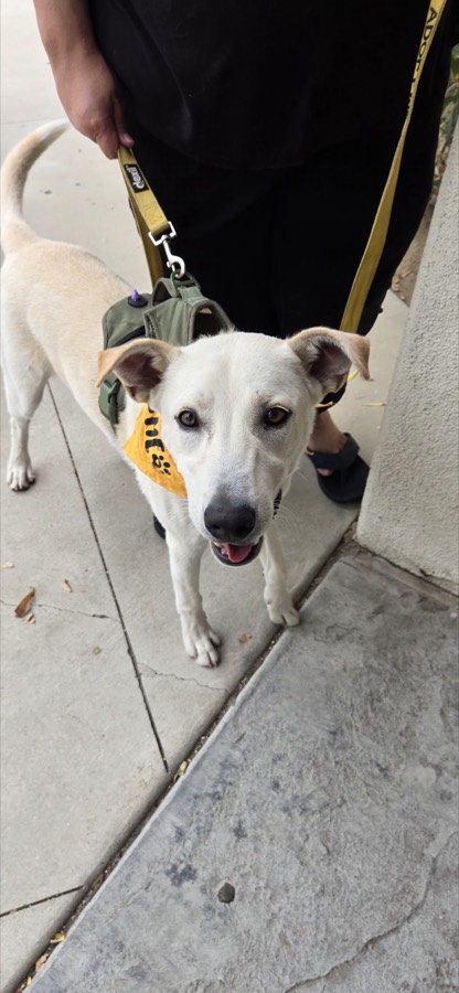 A rescued dog