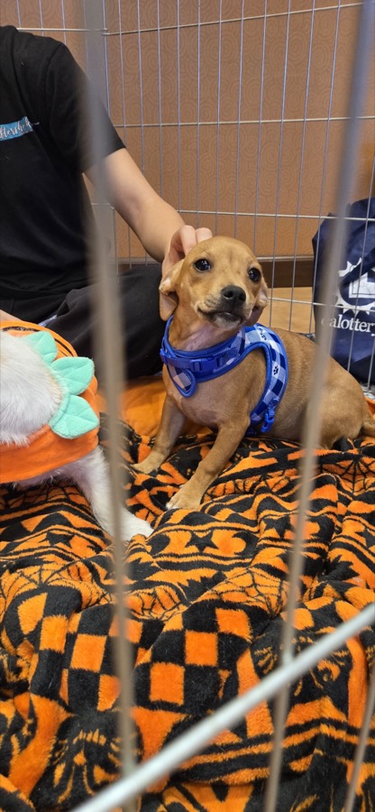 A rescued puppy