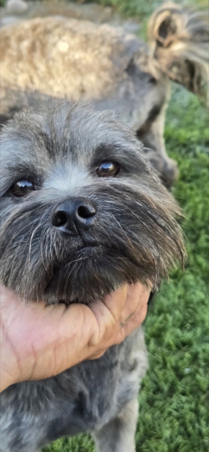 A small rescued dog