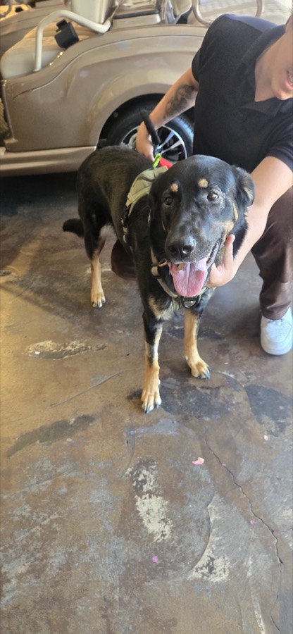 A rescued shepherd or Doberman mix