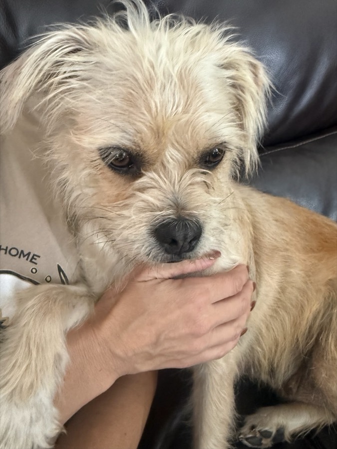 A small rescued dog