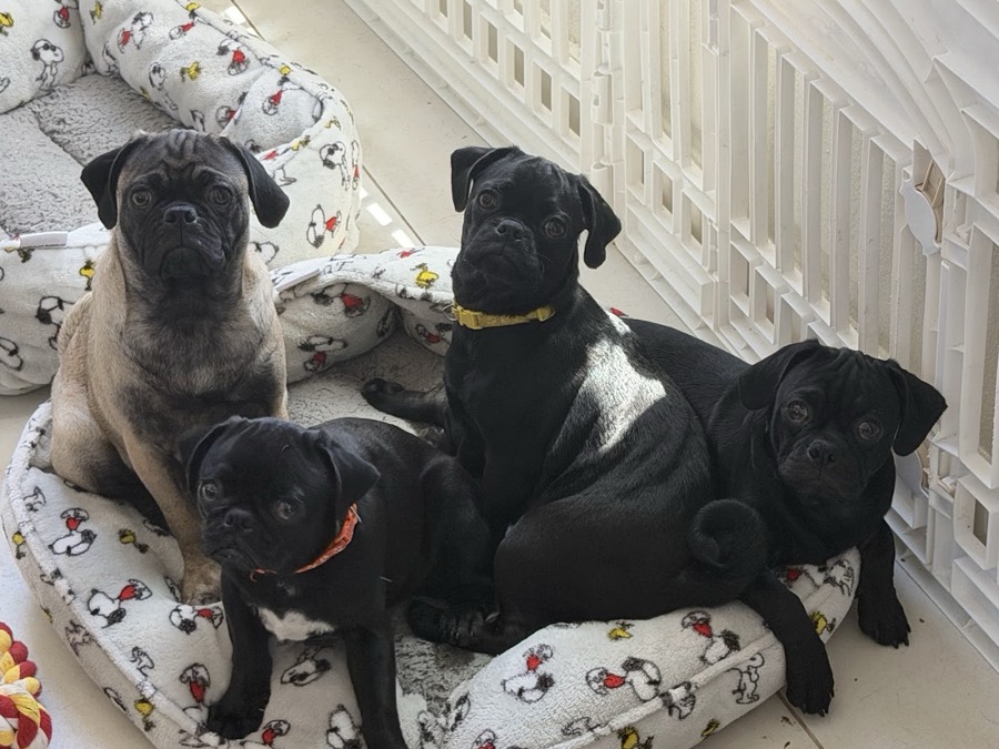 A rescued pug
