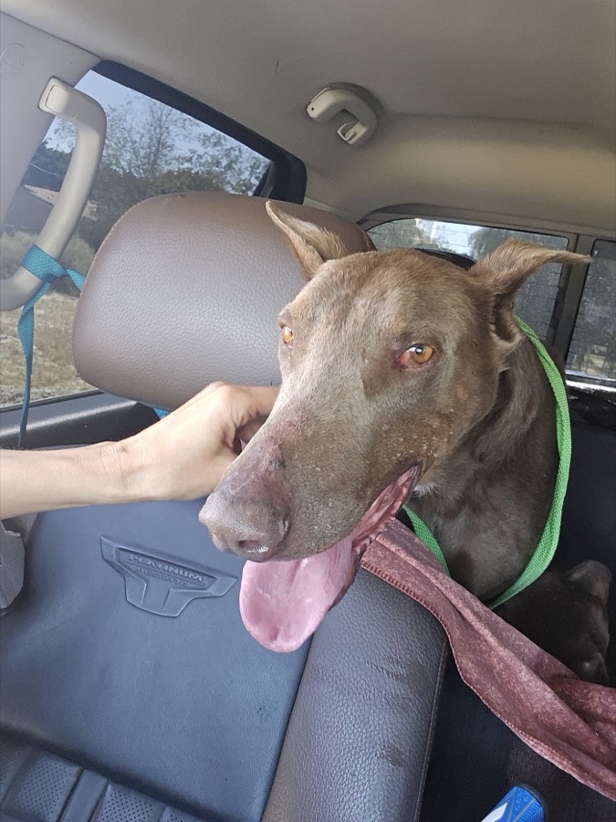 A rescued shepherd or Doberman mix