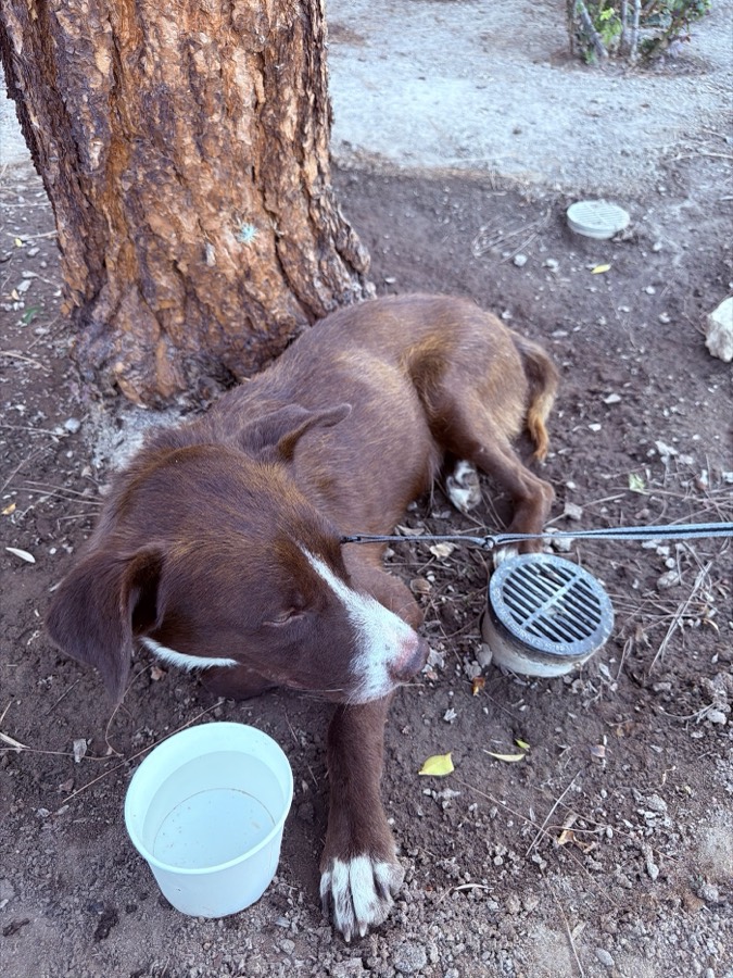 A rescued dog