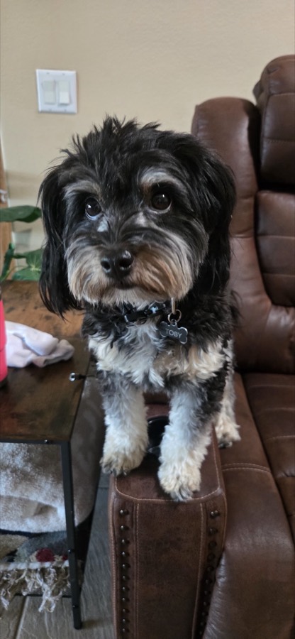 A small rescued dog