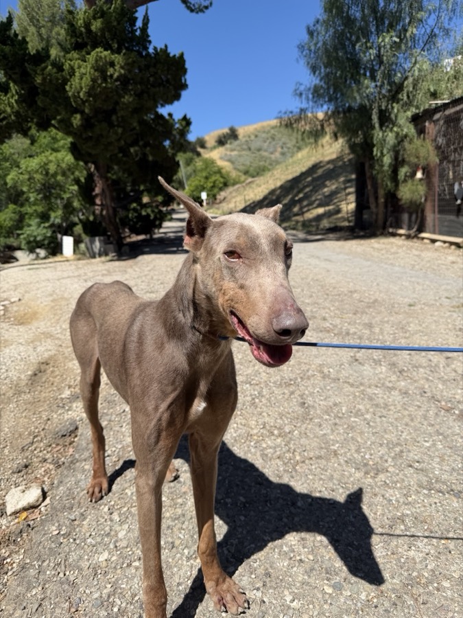 A rescued shepherd or Doberman mix